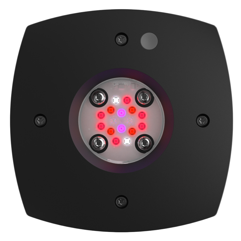 AI Prime