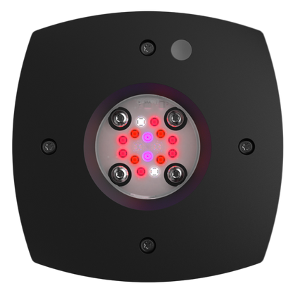 AI Prime