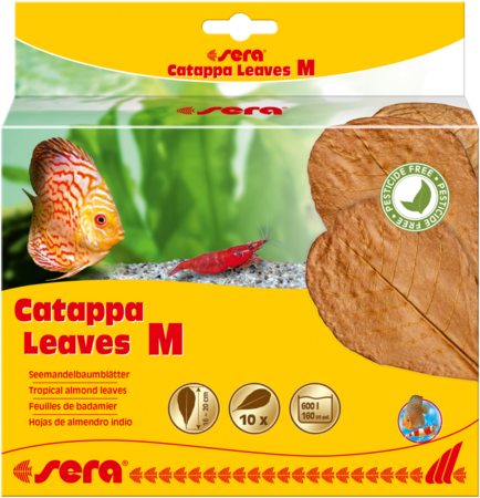 sera Catappa Leaves